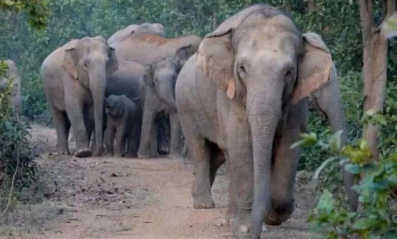 National News: केरल में जंगली हाथियों के उत्पात से 2 लोगों की मौत