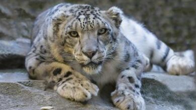 “अरुणाचल प्रदेश: पक्के बाघों की गणना बढ़ाते हुए बाघ अभयारण्य में गश्त”