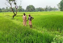 धान की फसल में तना छेदक, बंकी और झुलसा जैसे बीमारियों से बचाव के लिए किसानों को कृषि वैज्ञानिकों की सलाह