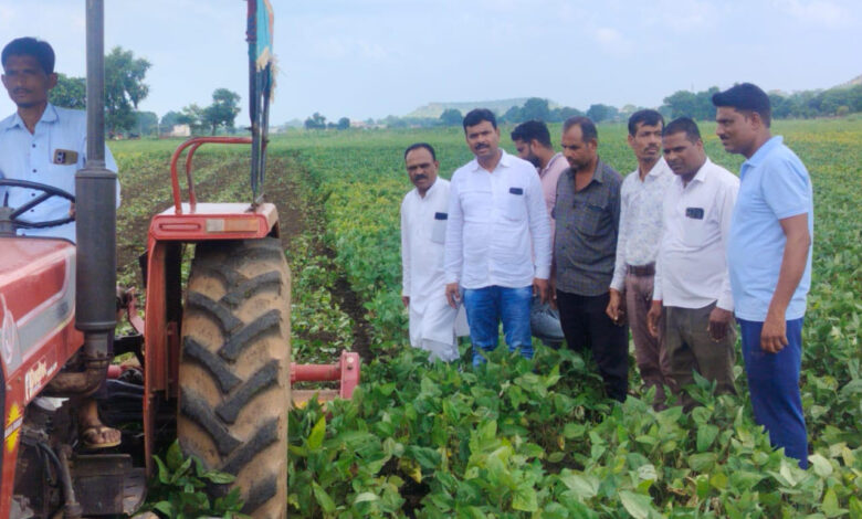 उडद सहित अन्य फसलों पर इल्लियों का प्रकोप, किसान ने 6 बीघा पर चलाया रोटावेटर