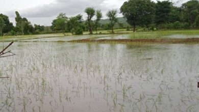 काेसी नदी के पानी ने किया सैकड़ों बीघा फसल नष्ट