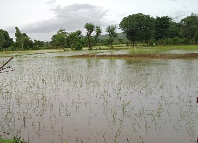 काेसी नदी के पानी ने किया सैकड़ों बीघा फसल नष्ट