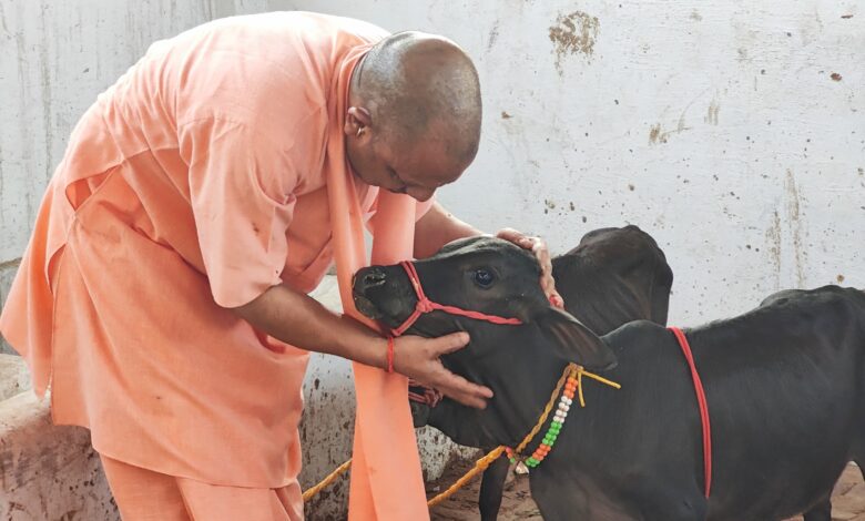 गोरखनाथ मंदिर में आई पुंगनूर गाय, सीएम योगी ने खूब दुलारा