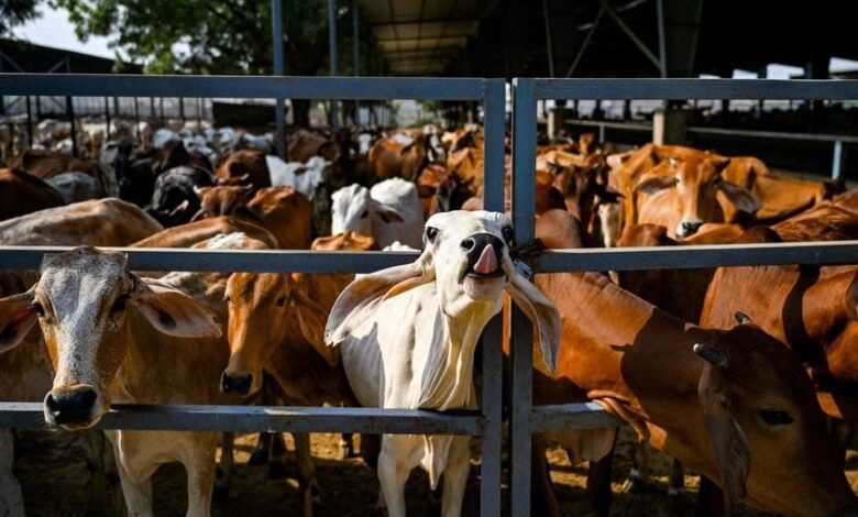 गौकशी करते एक गिरफ्तार, चार फरार, गौमांस व उपकरण बरामद