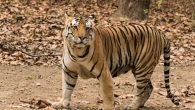 कोरबा में बाघ की दस्तक, अलर्ट जारी