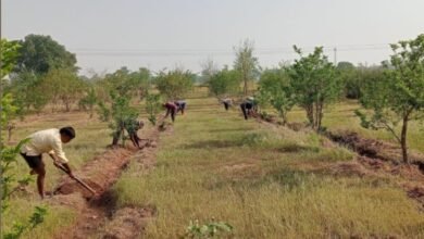 देवरी में मिश्रित खेती से हो रही टमाटर, बैगन, धनिया, मिर्च, फूलगोभी, प्याज भाजी की खेती