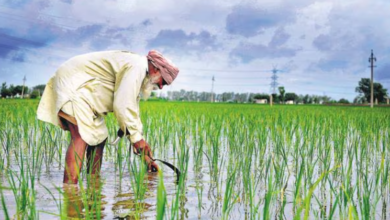 छत्तीसगढ़ के किसान की अनोखी तरकीब, कम मेहनत में ज्यादा कमाई!